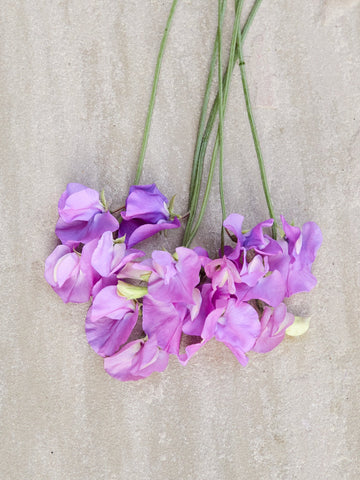 Ærteblomst 'Spring Sunshine Mauve' Seed