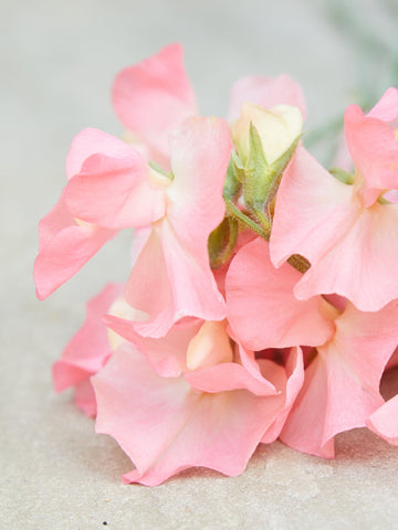 Ærteblomst 'Spring Sunshine Peach' Seed