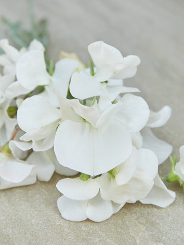 Ærteblomst 'Swan Lake' Seed