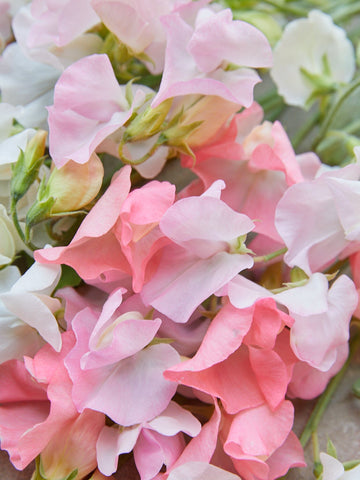 Ærteblomst 'The Beach' Seed
