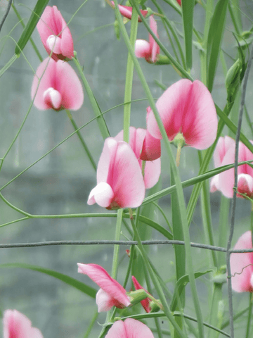 Ærteblomst 'Tingitanus roseus' Seed