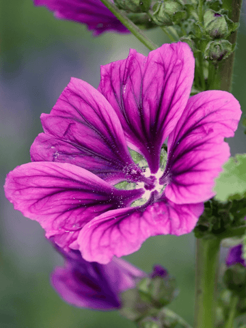 Almindelig Katost 'Mauritania' Seed