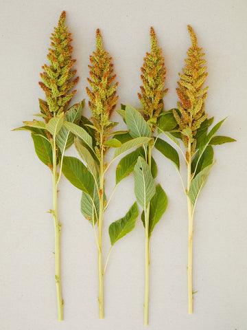 Amarant 'Autumn Touch' Seed