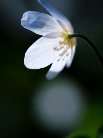 Anemone, hvid