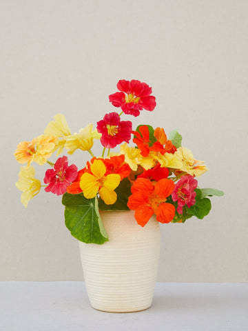 Blomsterkarse 'Alaska Mixture' Seed