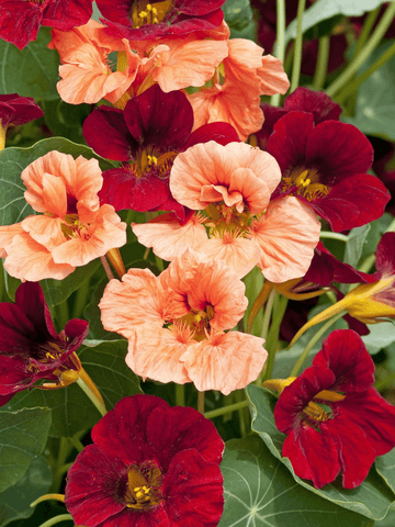 Blomsterkarse 'Rumba' Seed