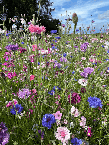 Botanias Sommerhus-Miks Seed