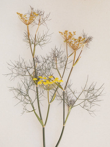 Bronzefennikel 'Smokey' Seed