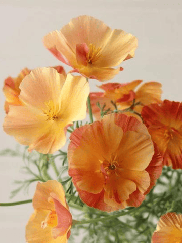 Californisk Guldvalmue 'Apricot Chiffon' Seed