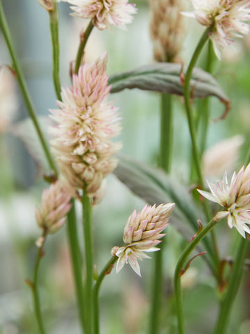 Celosia 'Xantippe' Sahin Seed