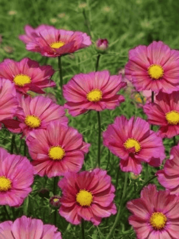 COSMOS 'Xsenia' Seed