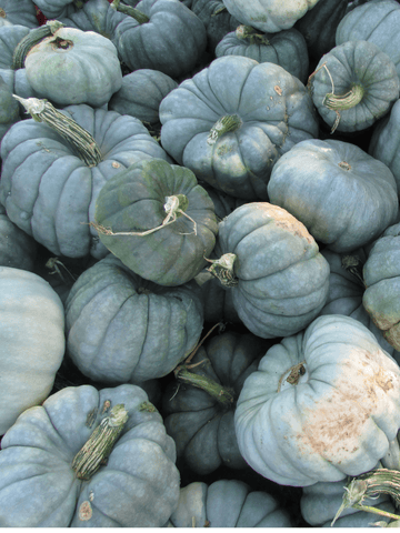 CUCURBITA 'Jarrahdale' Seed