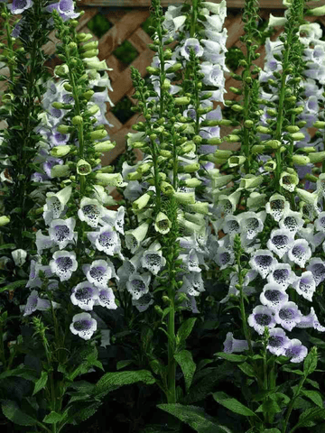 DIGITALIS Camelot Lavender Seed