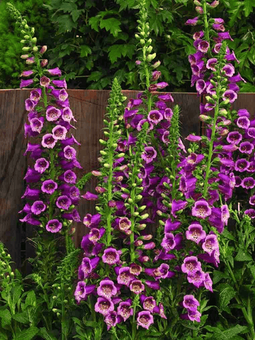 DIGITALIS Camelot Rose Seed