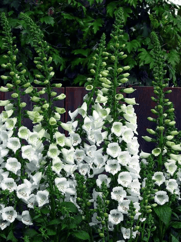 DIGITALIS Camelot White Seed