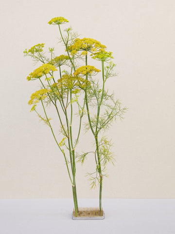 Dild 'Hedger' Seed