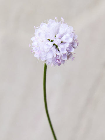 Djævelsbid Seed