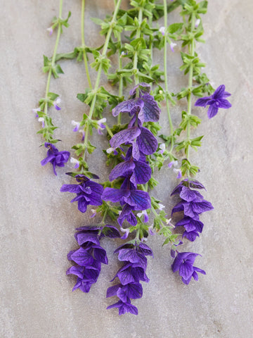 dusksalvie blue Seed