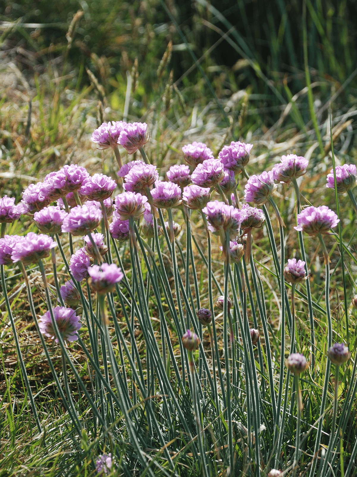 Engelsk græs Seed