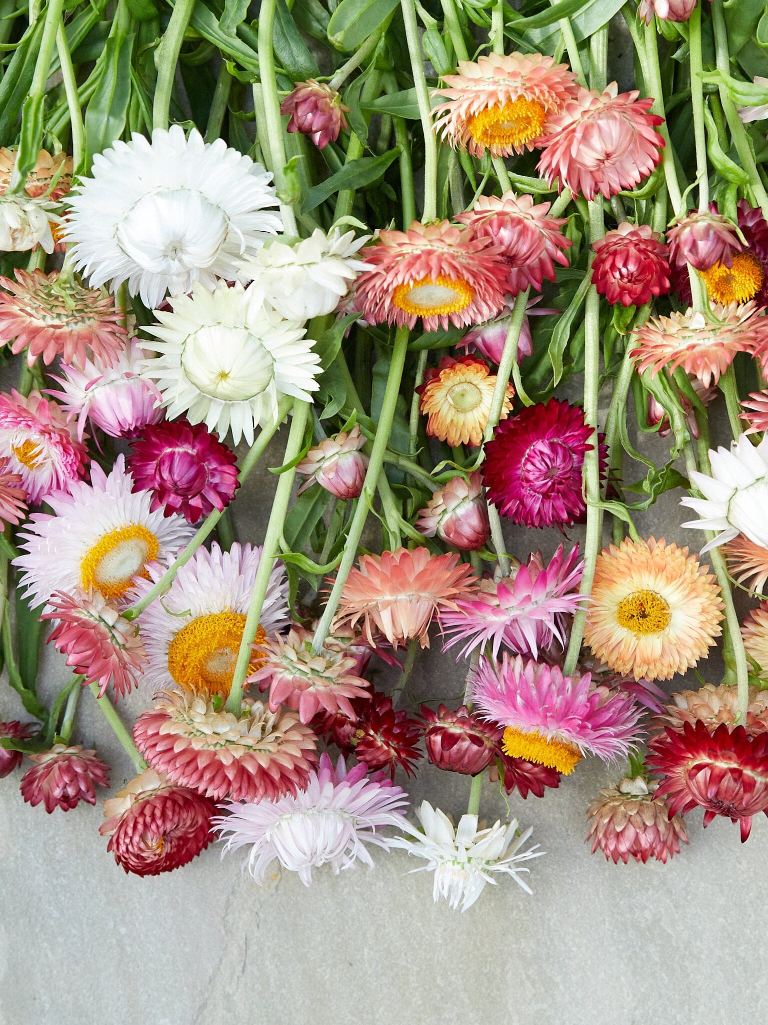 Evighedsblomst 'MIX' Seed