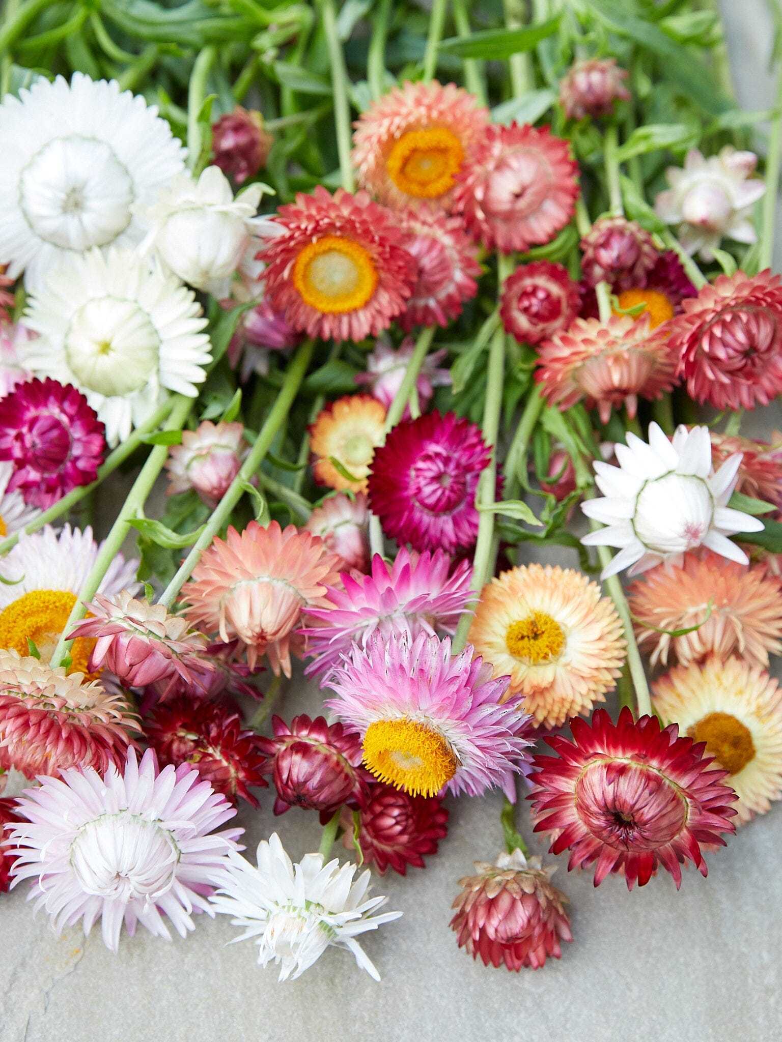 Evighedsblomst 'MIX' Seed