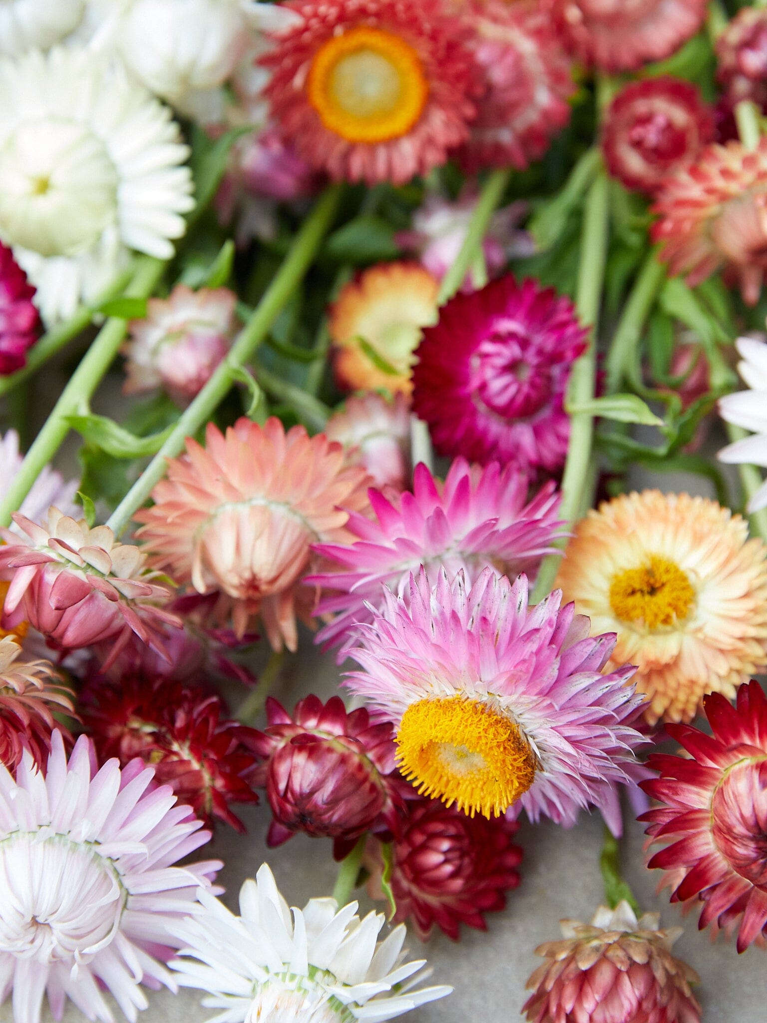 Evighedsblomst 'MIX' Seed