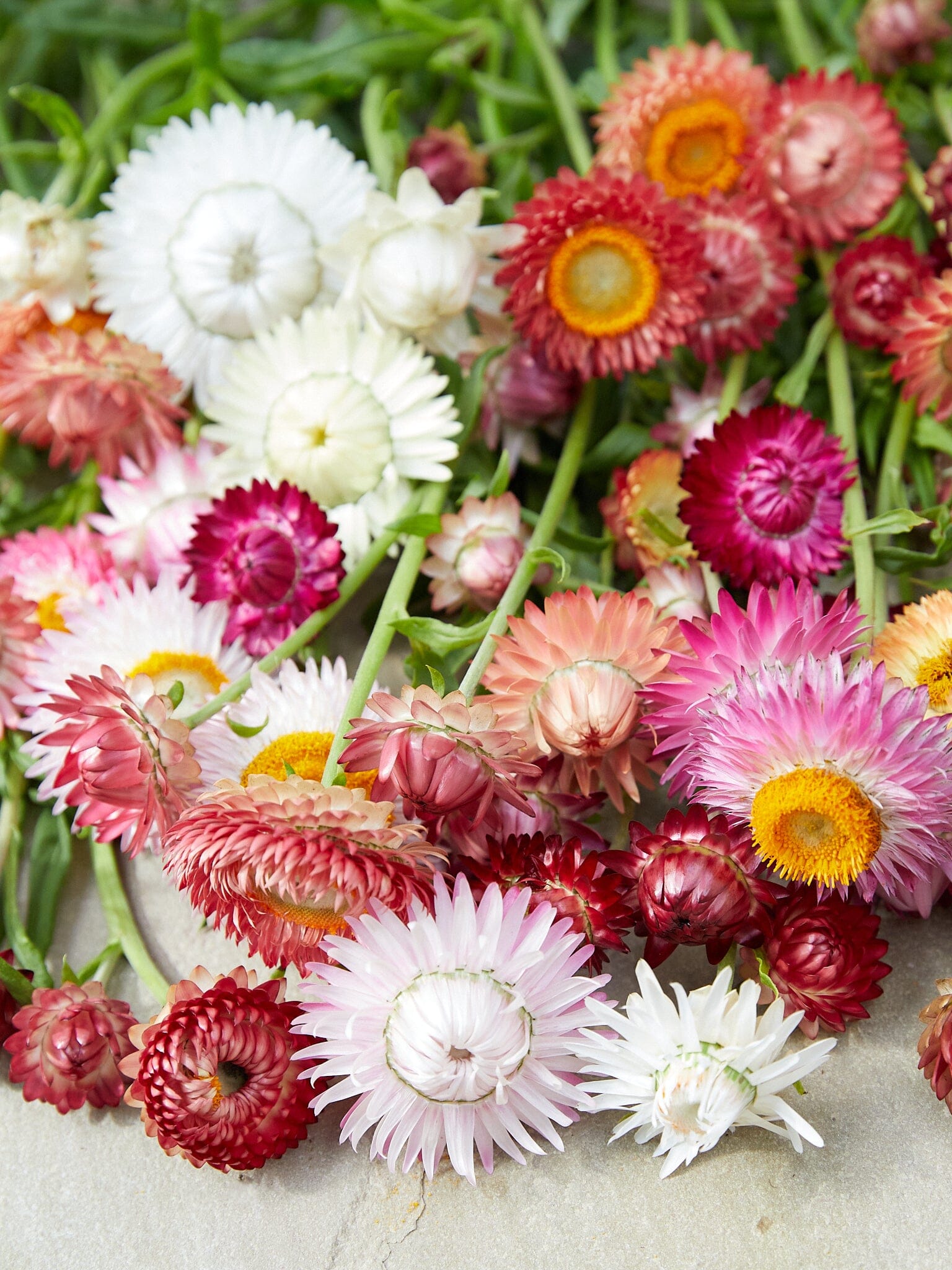 Evighedsblomst 'MIX' Seed