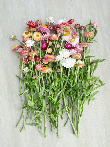 Evighedsblomst 'MIX' Seed