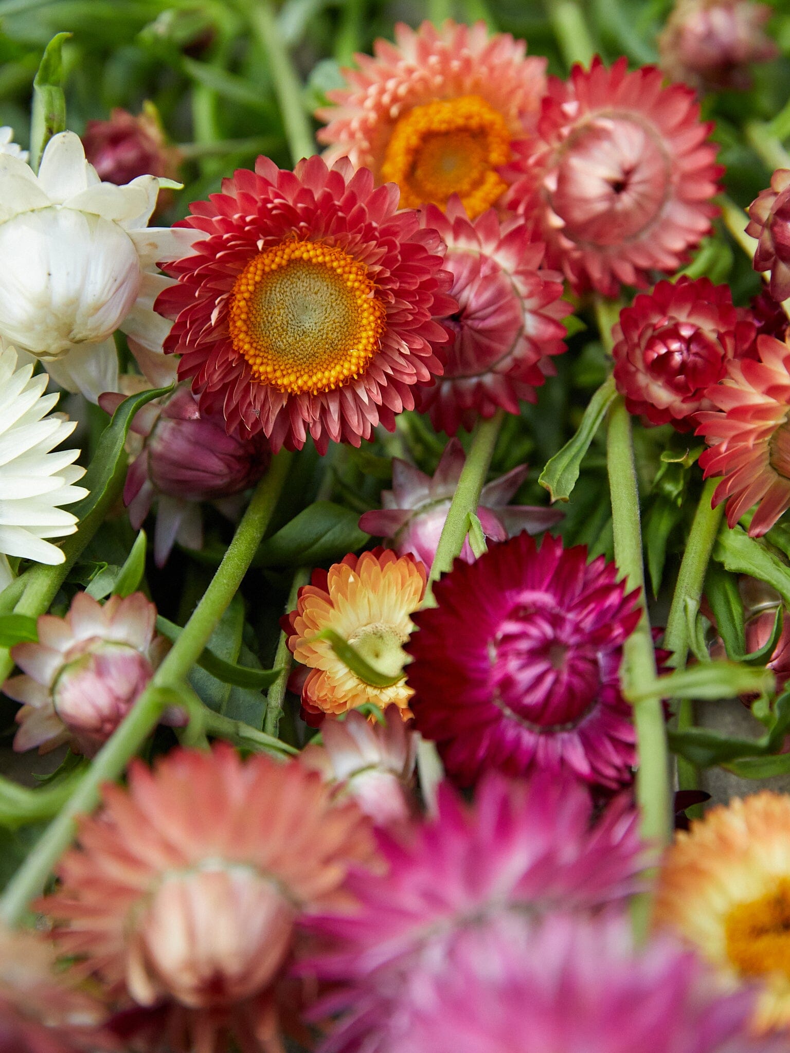 Evighedsblomst 'MIX' Seed
