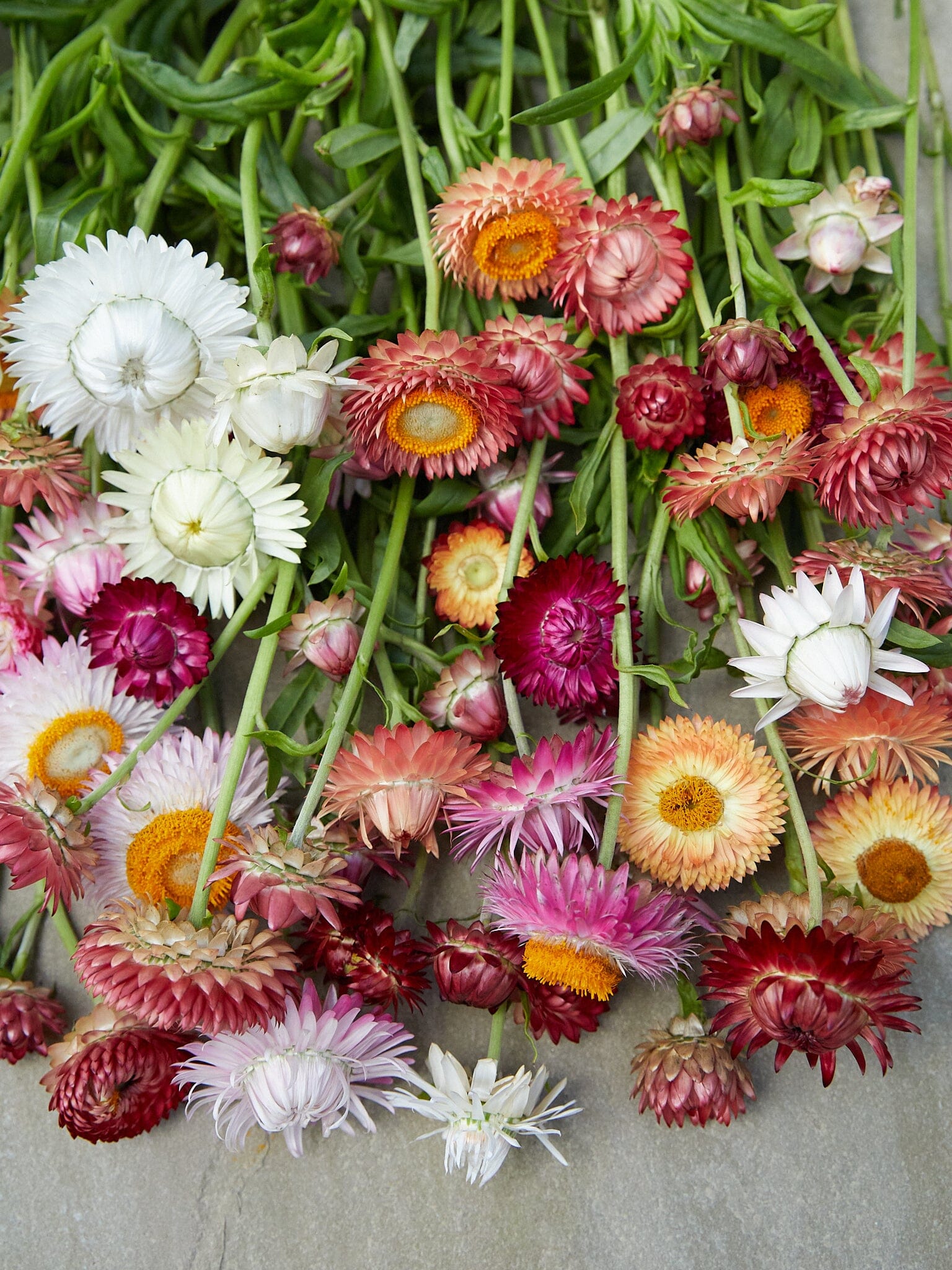 Evighedsblomst 'MIX' Seed
