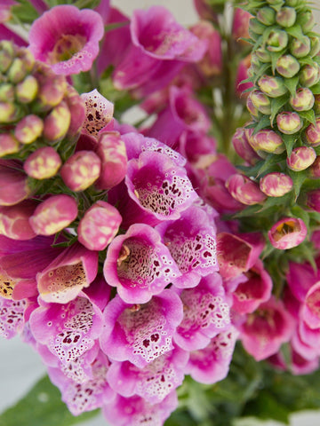 Fingerbøl 'Candy Mountain Rose' Seed