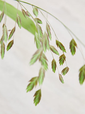 Fladaks 'Green Dangles' Seed