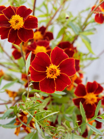 Fløjlsblomst 'Burning Embers' Seed