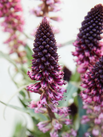 Fredløs Seed