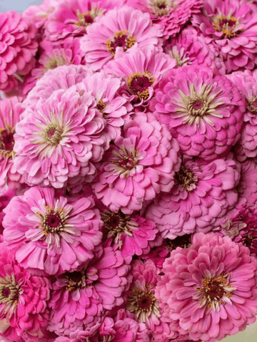Frøkenhat 'Benary's Giant Bright Pink' Seed