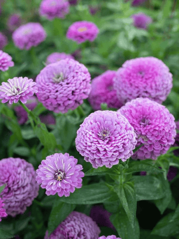 Frøkenhat 'Benary's Giant Lilac' Seed