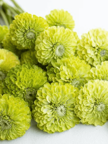 Frøkenhat 'Benary's Giant Lime' Seed