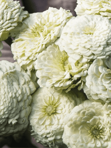 Frøkenhat 'Benary's Giant White' Seed