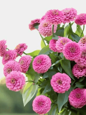 Frøkenhat 'Oklahoma Pink' Seed