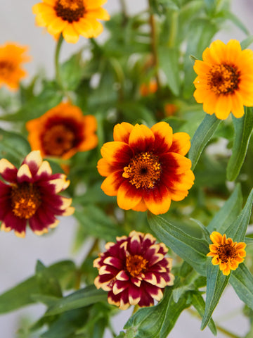 Frøkenhat 'Old Mexico Mix' Seed