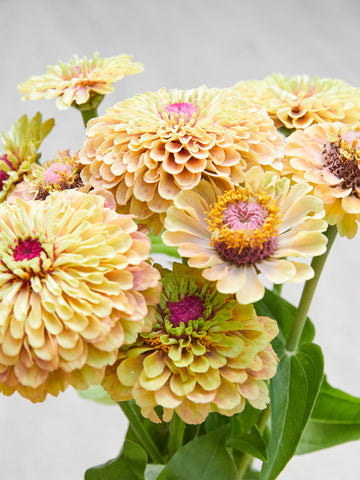Frøkenhat 'Queen Lime Blush' Seed