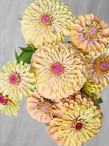 Frøkenhat 'Queen Lime Blush' Seed