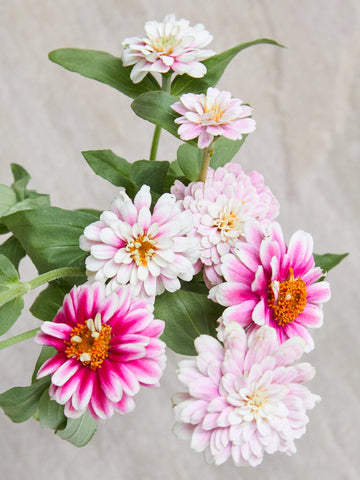 Frøkenhat 'Raspberry Ripple' Seed