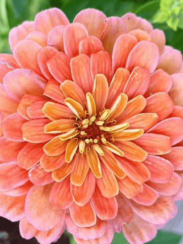 Frøkenhat 'Salmon Queen' Seed