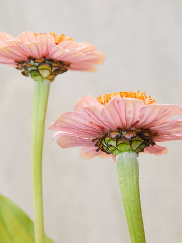 Frøkenhat 'Zinderella Peach' Seed