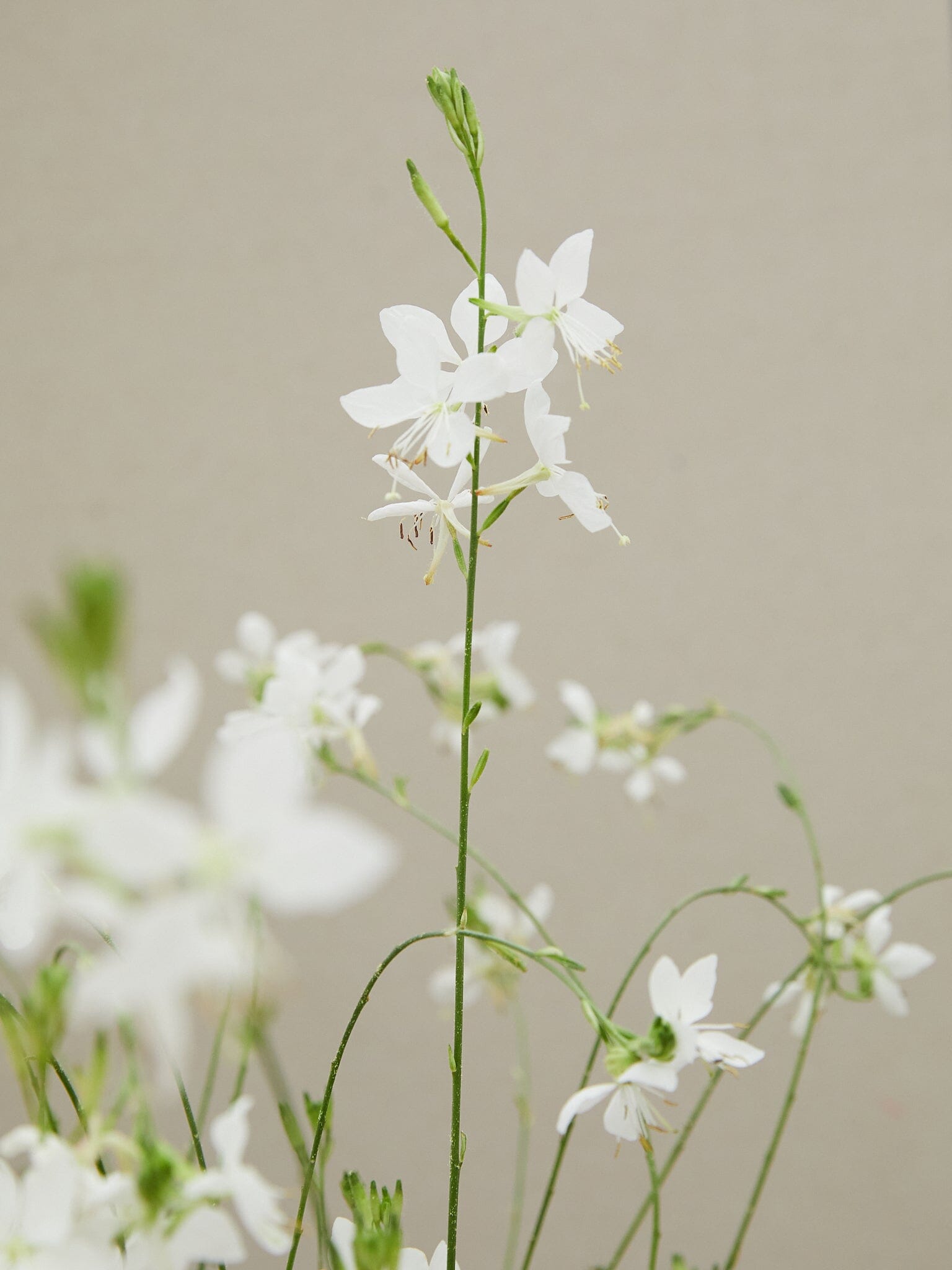 gaura 'Gardis White' Elsner Pac Seed