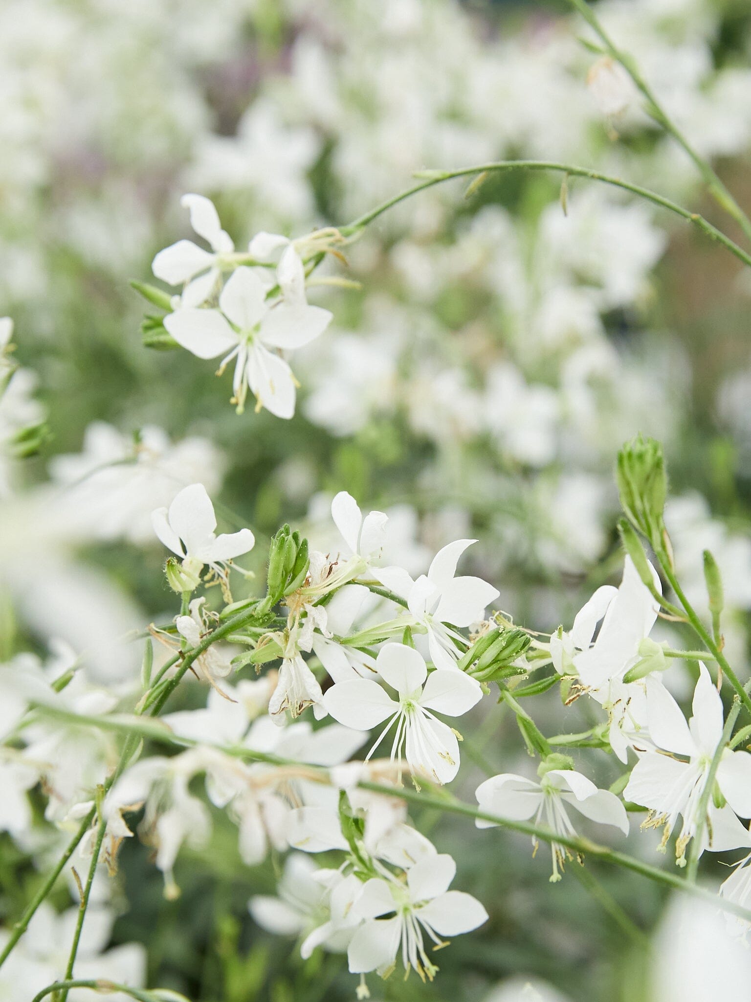 gaura 'Gardis White' Elsner Pac Seed