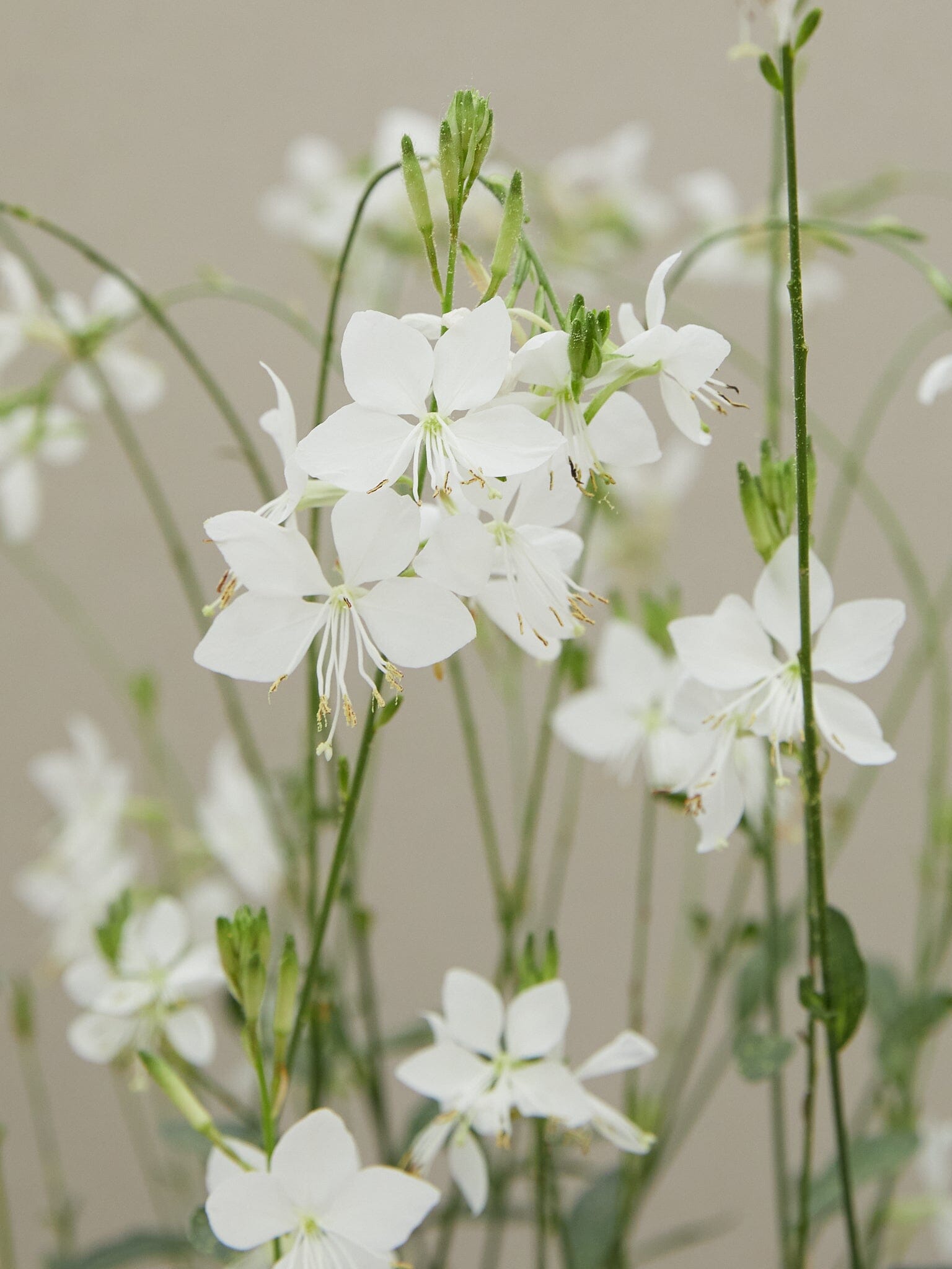 gaura 'Gardis White' Elsner Pac Seed