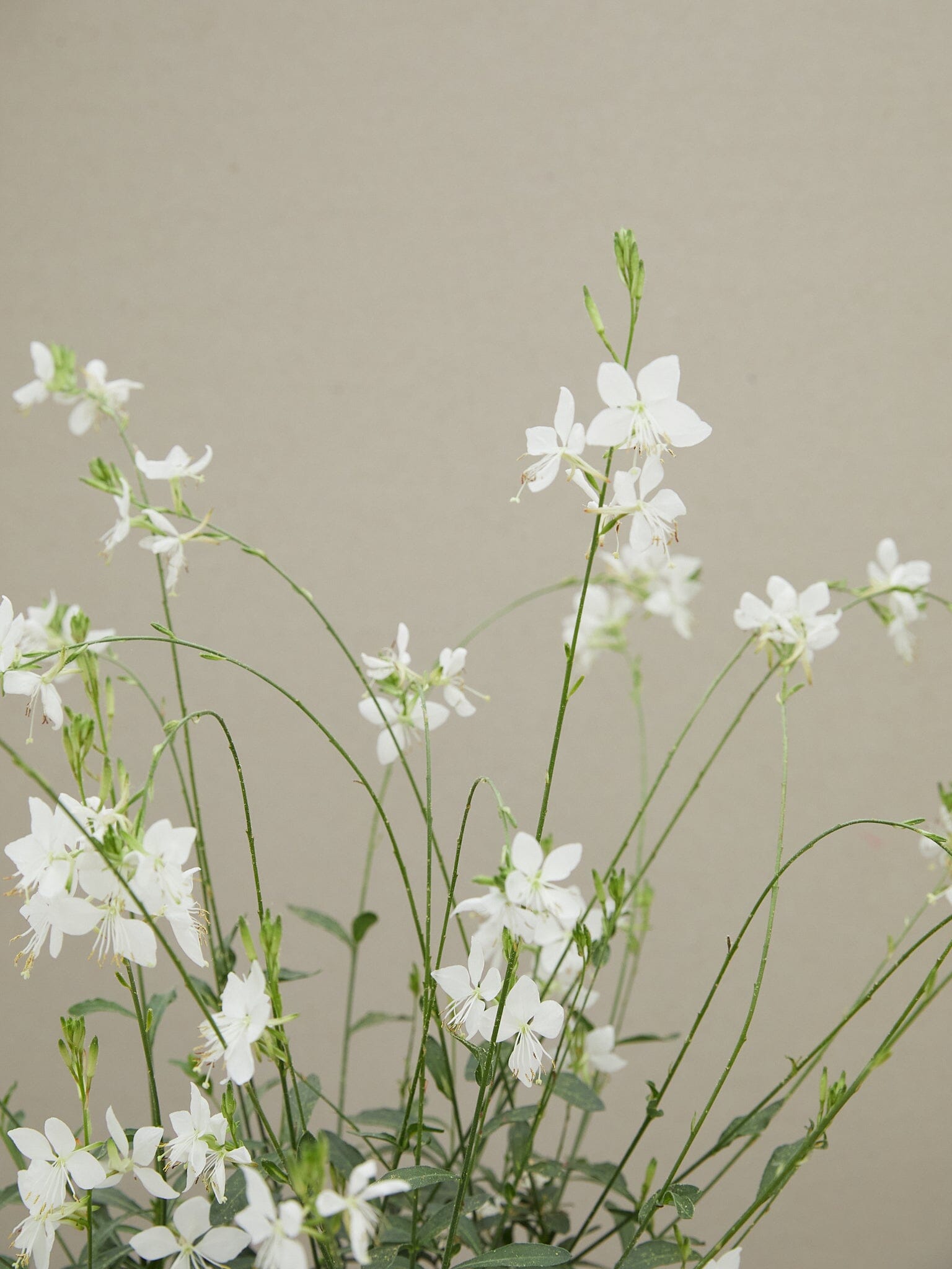 gaura 'Gardis White' Elsner Pac Seed