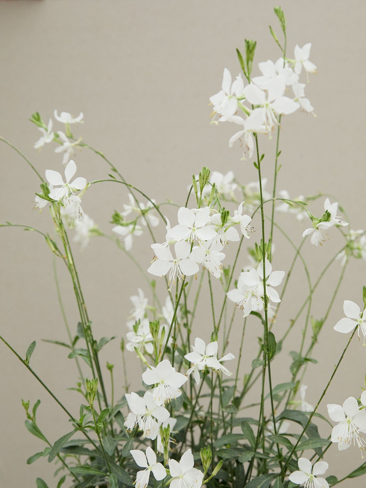 gaura 'Gardis White' Elsner Pac Seed